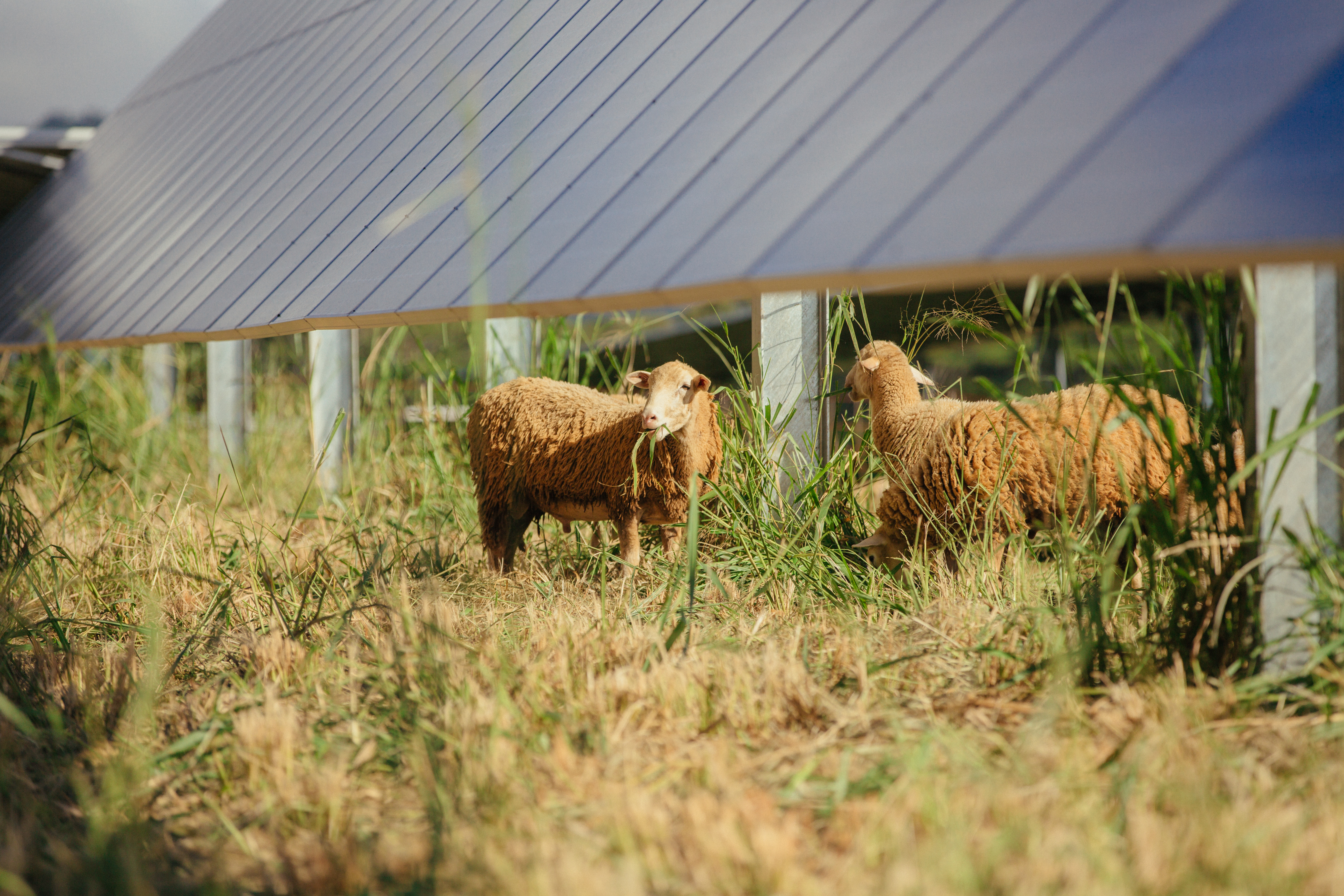 Two sheep grazing on grass beneath solar panels in a field.