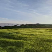 A field of solar panels stands on a lush green grass landscape under a clear blue sky. The panels are aligned in rows, capturing sunlight. In the distance, there are small buildings or structures visible.