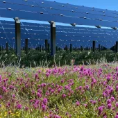 A field of vibrant pink and yellow wildflowers in the foreground with rows of large solar panels behind them under a clear blue sky.
