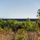 A row of solar panels is visible in the background, partially obscured by dense green foliage and trees in the foreground under a clear blue sky.