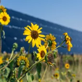 Yellow sunflowers in a field with a large solar panel array in the background under a clear blue sky.