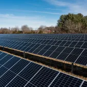 A large solar farm with rows of solar panels under a clear blue sky. The panels are aligned in neat rows, surrounded by bare trees and a few evergreens in the background.