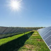 A sunny day with a clear blue sky over a field of solar panels. The panels are arranged in rows on a grassy field, with sunlight reflecting off their surfaces.