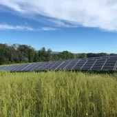 A field of solar panels surrounded by tall grass, with a backdrop of dense green trees under a partly cloudy blue sky.