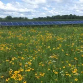 A field of yellow wildflowers in front of rows of solar panels under a partly cloudy sky. The solar panels are aligned in a straight line, with trees visible in the background.
