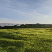 A solar farm with rows of solar panels on a grassy field under a clear blue sky.