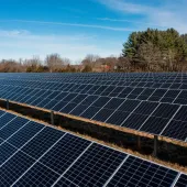 A large field of solar panels under a clear blue sky with trees in the background.