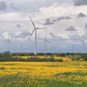 A field of vibrant yellow wildflowers stretches across the foreground with several modern wind turbines standing tall in the background under a cloudy sky.