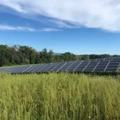 solar-panels-field-trees.jpg 01