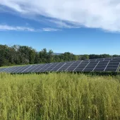 A field of solar panels surrounded by tall grass under a blue sky with scattered clouds, bordered by a line of trees in the background.