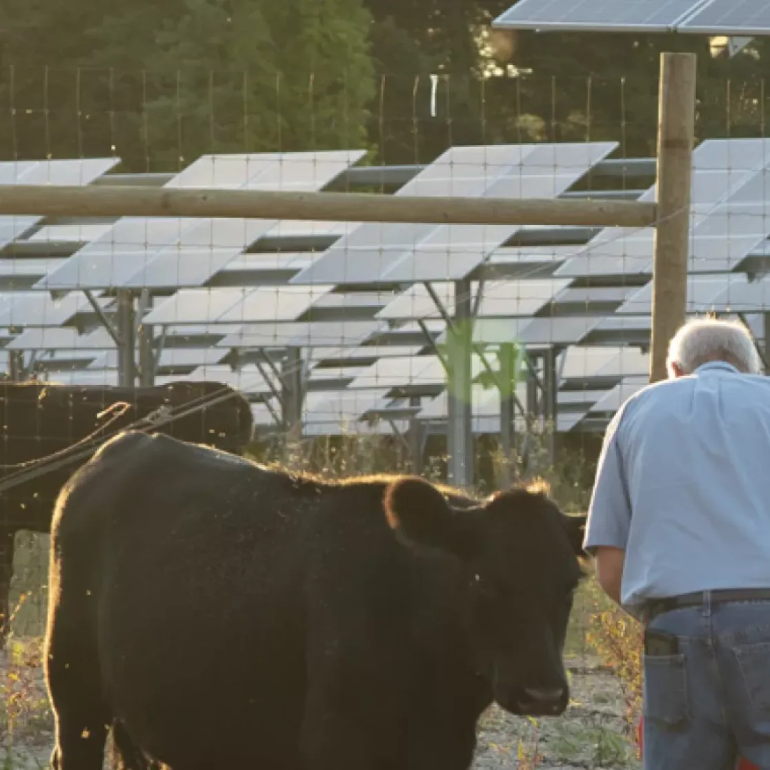 A person stands near a group of black cows in a field with solar panels in the background. The scene is enclosed by a wire fence, and the sunlight casts a warm glow over the area.