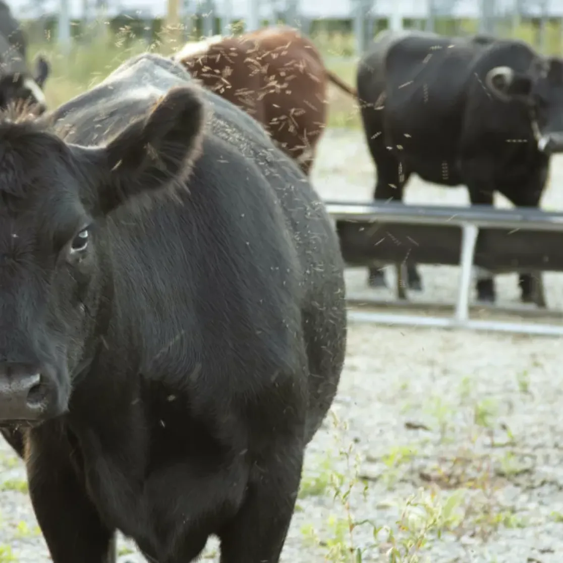 A group of black cows standing on a gravel surface with some grass patches. The cows are facing the camera, with one in the foreground and others in the background. A metal feeding trough is visible behind them. The scene is outdoors, with a blurred background of a fence and greenery.