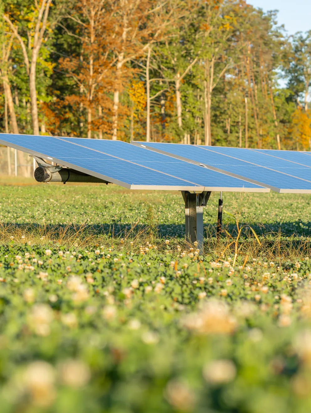 Solar panels in a grassy field with trees in the background on a sunny day.
