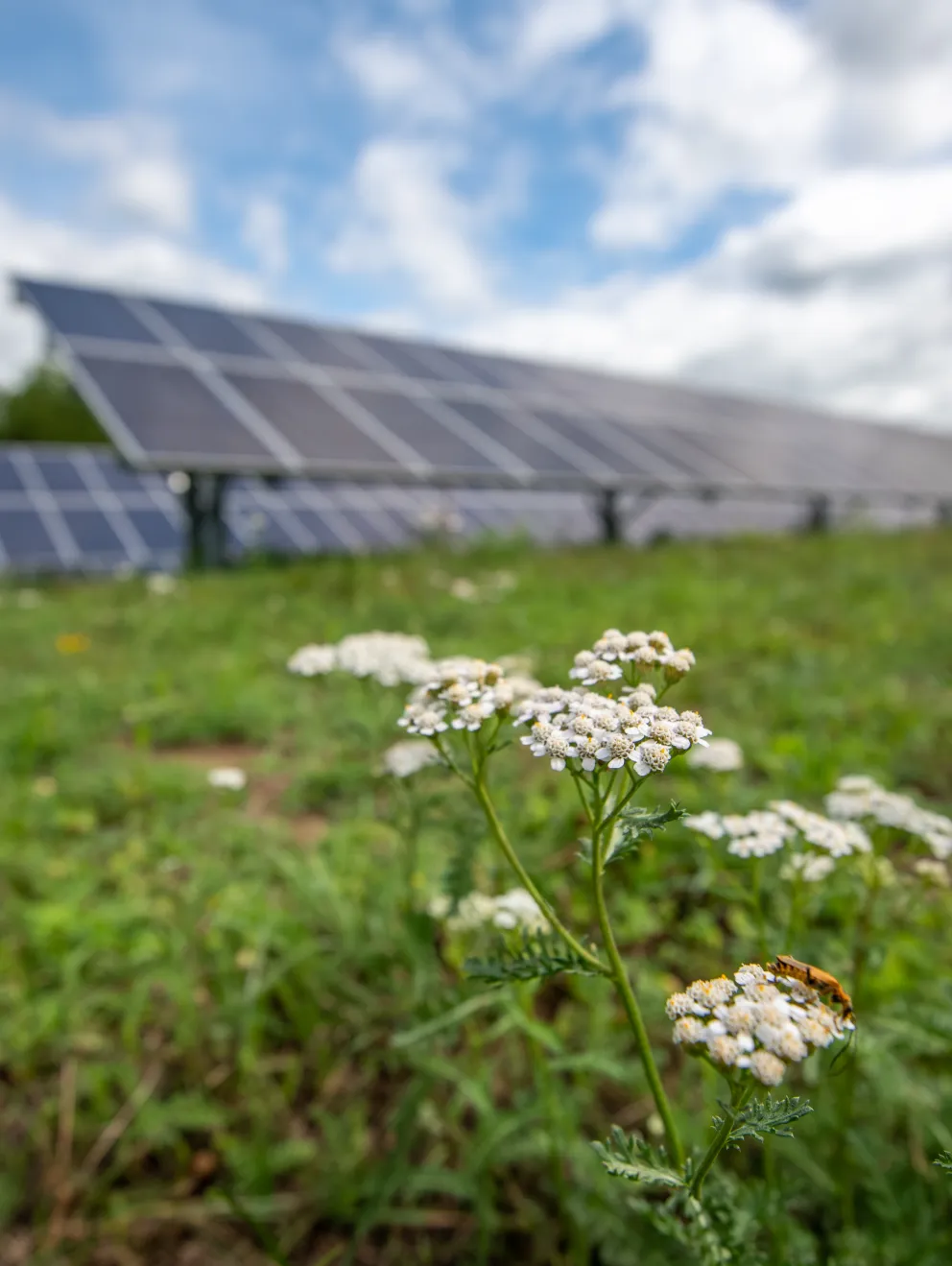 Clover flowers in front of solar panels