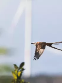 A scissor-tailed flycatcher in flight with long tail feathers, against a blurred background of wind turbines and greenery.