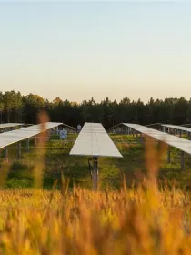 Rows of solar panels installed in a green field with tall grass in the foreground and a forest of trees in the background under a clear sky at sunset.