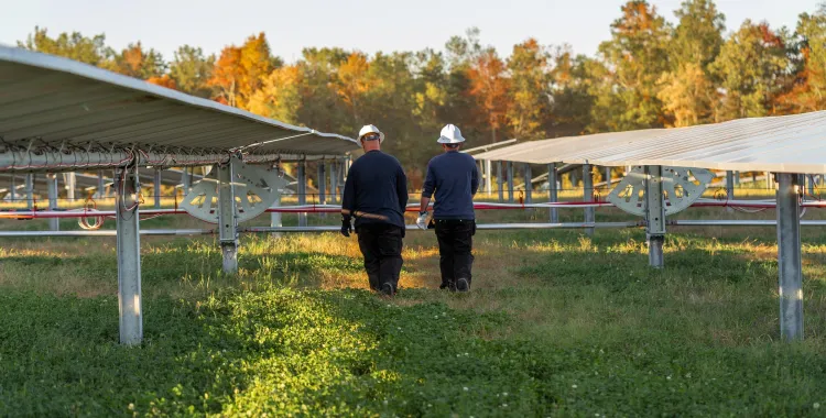Two workers in hard hats walking between rows of solar panels in a field with autumn trees in the background.