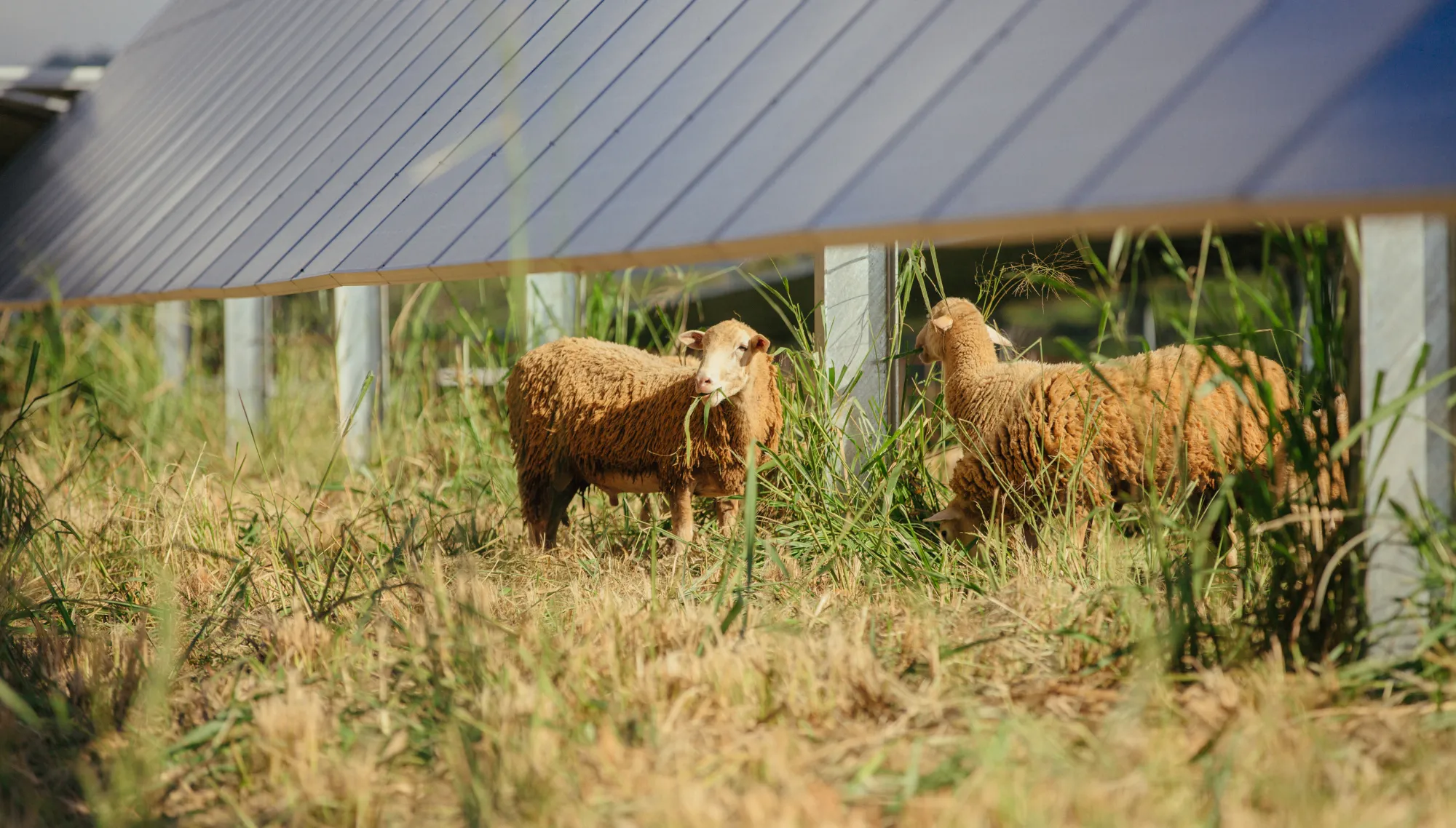 Two sheep grazing on grass beneath solar panels in a field. The panels are elevated, allowing the sheep to move freely underneath. The grass is lush and green, providing a natural environment for the sheep.