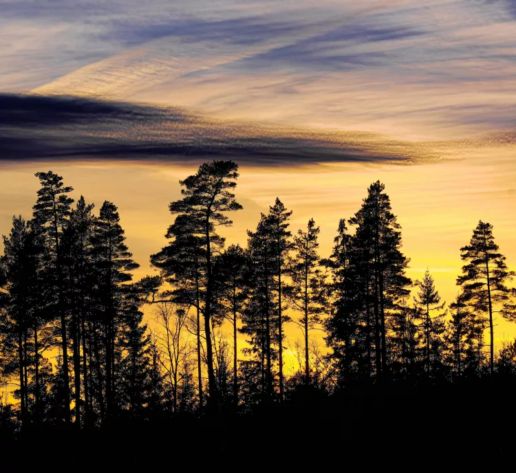 Silhouette of tall pine trees against a vibrant sunset sky, with shades of yellow, orange, and purple clouds creating a dramatic effect.