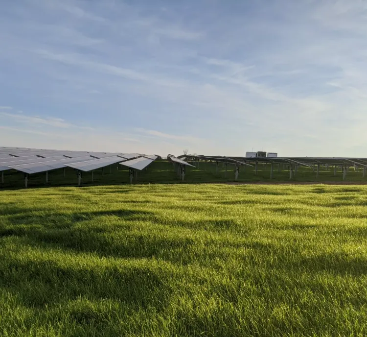 A solar farm with rows of solar panels on a grassy field under a clear blue sky.