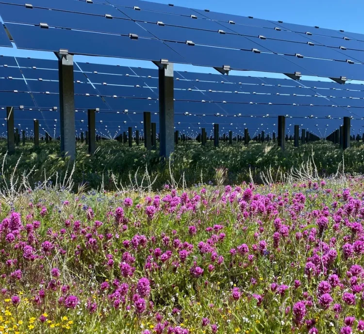 A field of vibrant pink and yellow wildflowers in the foreground with rows of large solar panels behind them under a clear blue sky.