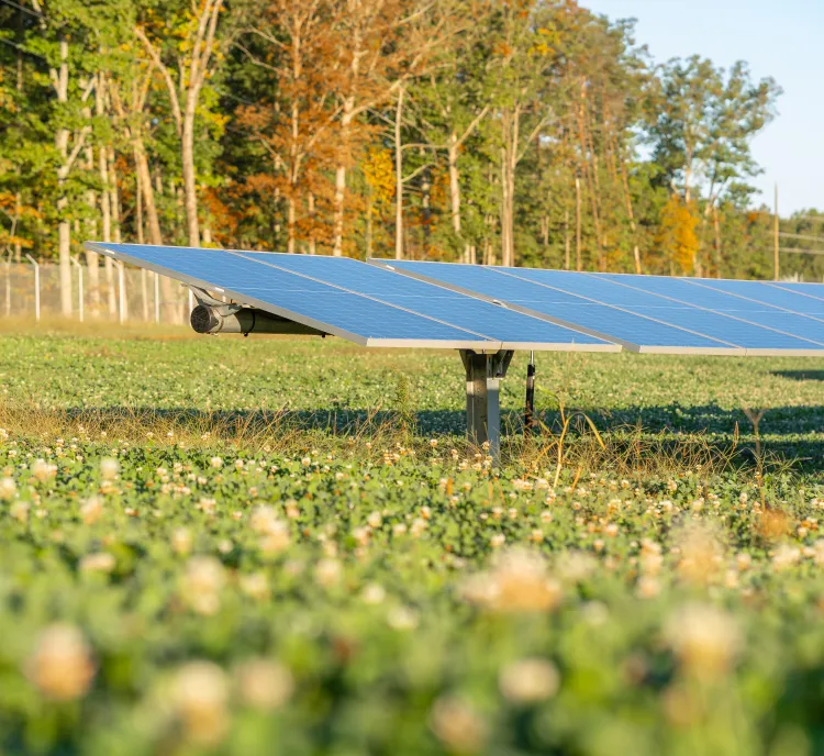 Solar panels in a grassy field with trees in the background on a sunny day.