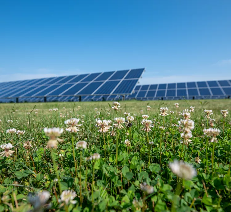 A field of white clover flowers in the foreground with a large array of solar panels in the background under a clear blue sky.