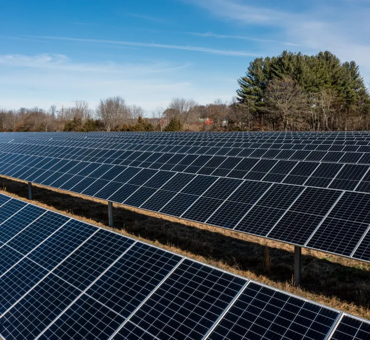 A large field of solar panels under a clear blue sky, surrounded by trees.
