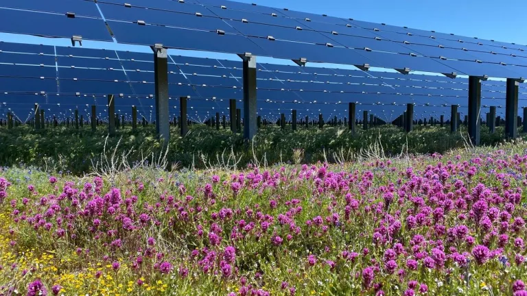 Field of vibrant purple and yellow wildflowers in front of a large array of solar panels under a clear blue sky.
