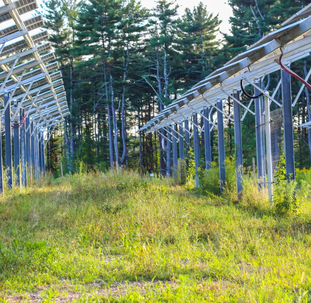 A field of grass with rows of solar panels on metal supports, surrounded by tall trees in the background.