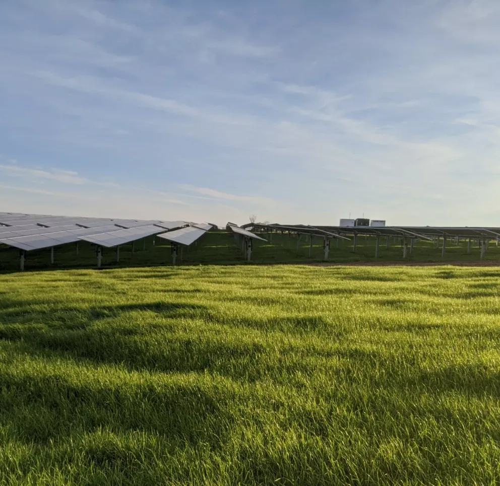 A solar farm with rows of solar panels on a grassy field under a clear blue sky.