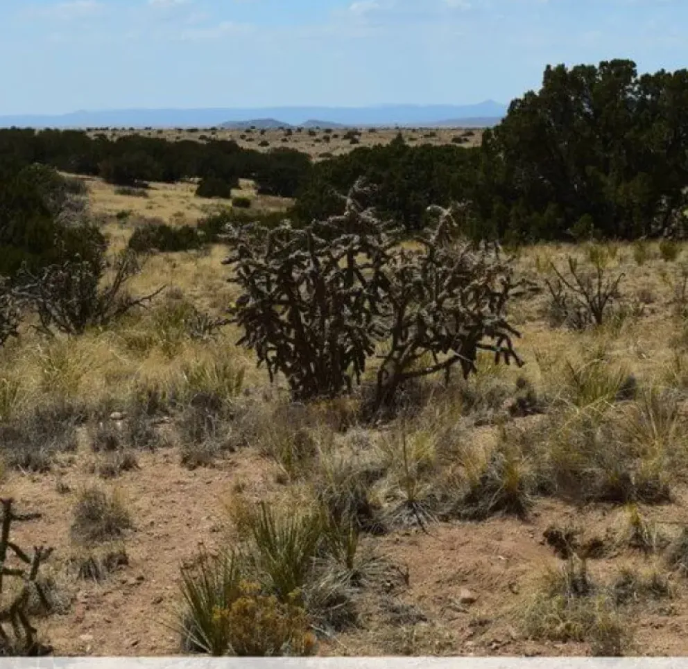 Desert landscape view from Camerada Road looking west, featuring sparse vegetation, cacti, and distant hills under a blue sky.