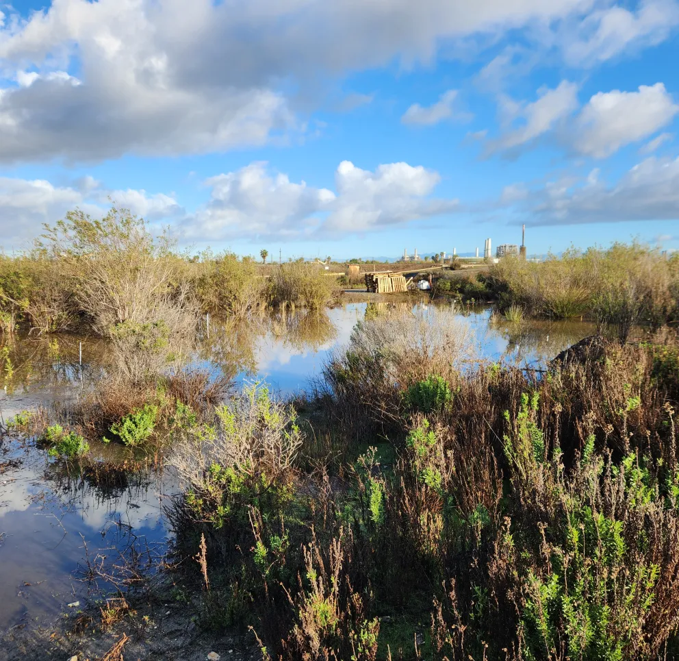 A wetland scene with various shrubs and grasses growing around a body of water reflecting the cloudy blue sky.