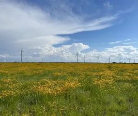 A field of yellow flowers under a blue sky with scattered clouds. Wind turbines are visible in the distance, blending with the horizon.