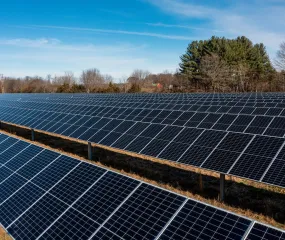 A large field of solar panels under a clear blue sky with trees in the background.