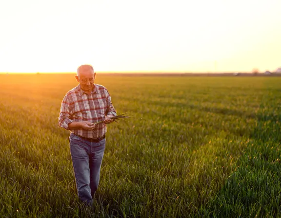 Elderly man in a plaid shirt walking through a green field at sunset, examining plants.