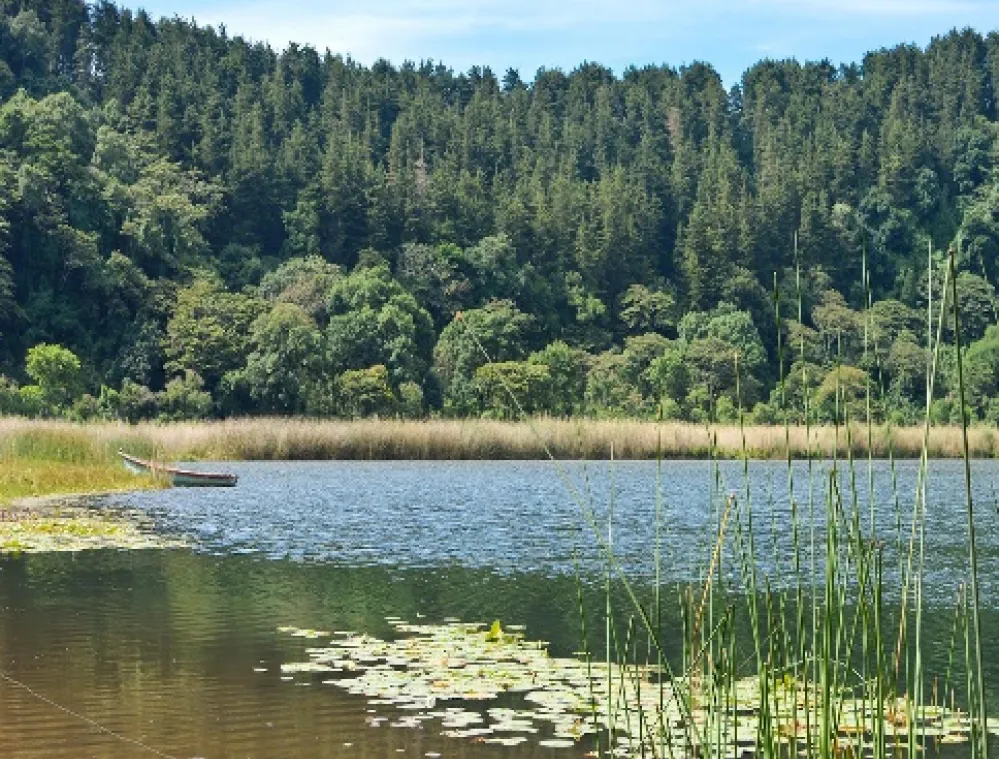 Scenic view of a lake with lily pads in the foreground, surrounded by dense forest under a clear blue sky.