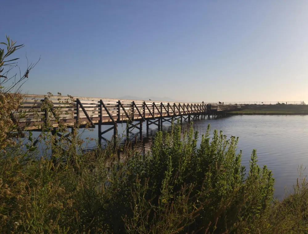 A wooden boardwalk stretches over a calm body of water under a clear blue sky. Green foliage and wildflowers are visible in the foreground.