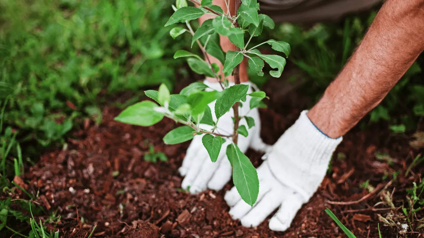 Person wearing white gloves planting a small tree in soil with green grass surrounding the area.